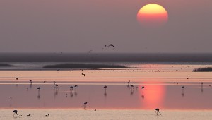 visithuelva doñana donana