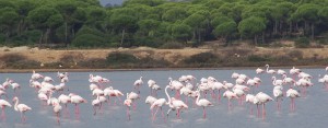 visithuelva marismas del odiel
