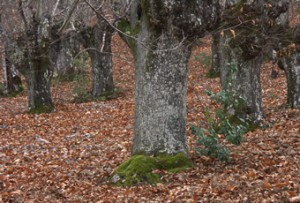 visithuelva sierra pelada